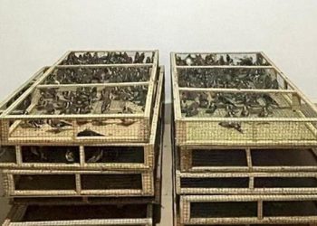 Ankara’da saka kuşu üretip satan kişiye 1,4 milyon lira ceza
