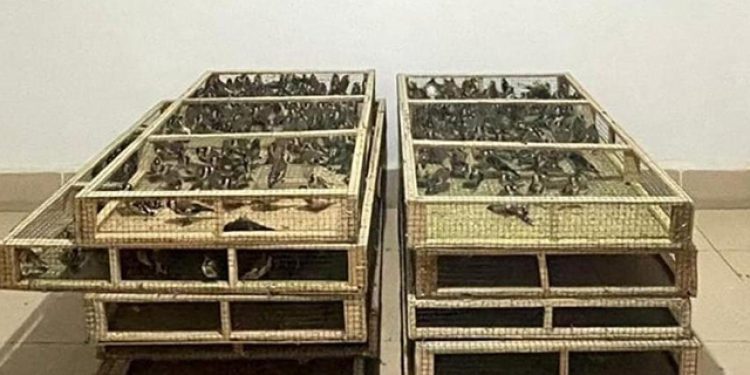 Ankara’da saka kuşu üretip satan kişiye 1,4 milyon lira ceza