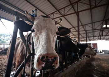 Amasya’da hayvan pazarları geçici olarak kapatıldı