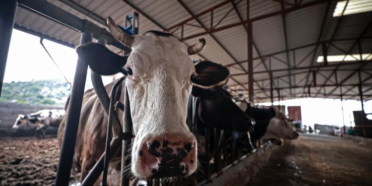 Amasya’da hayvan pazarları geçici olarak kapatıldı