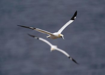 Göçmen kuşlar da jet-lag oluyor