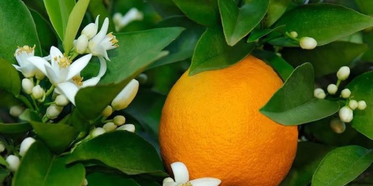 Narenciye Üreticileri Birliği Derneği hala ürün ödemelerinin yapılmadığını söyledi