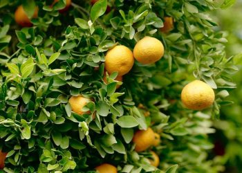 Tarımsal Araştırma Enstitüsü, Güzelyurt İstasyonu’nda narenciye ürün satışı yapılacağını duyurdu