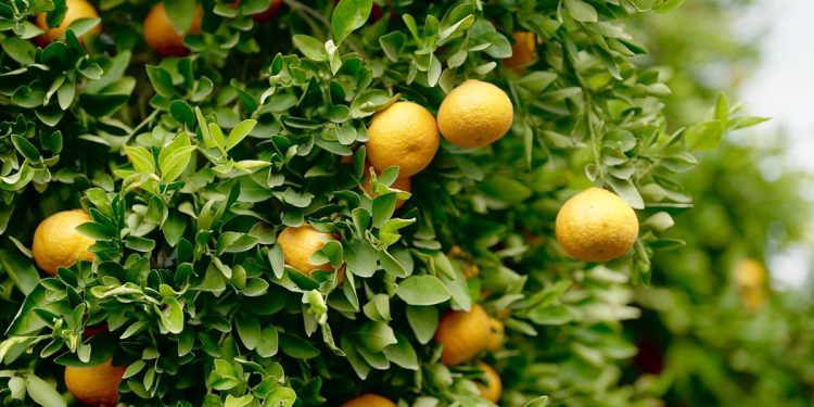 Tarımsal Araştırma Enstitüsü, Güzelyurt İstasyonu’nda narenciye ürün satışı yapılacağını duyurdu
